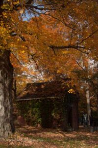 yellow fall foliage over a tool shed in Ipswich Massachusetts