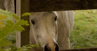 white horse through the fence