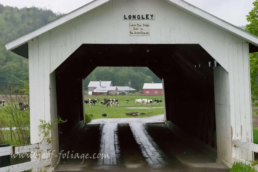 seeing the cows through the Longley covered bridge