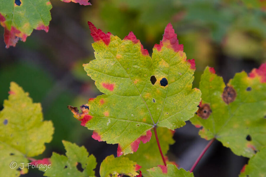 A red-tinged maple leaf with fall color just beginning start us thinking about the fall colors.  color as part of the 6-step process...
