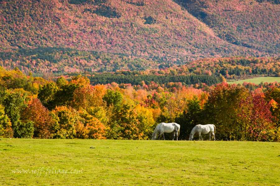 Two white horses standing against a backdrop of Vermont fall foliage