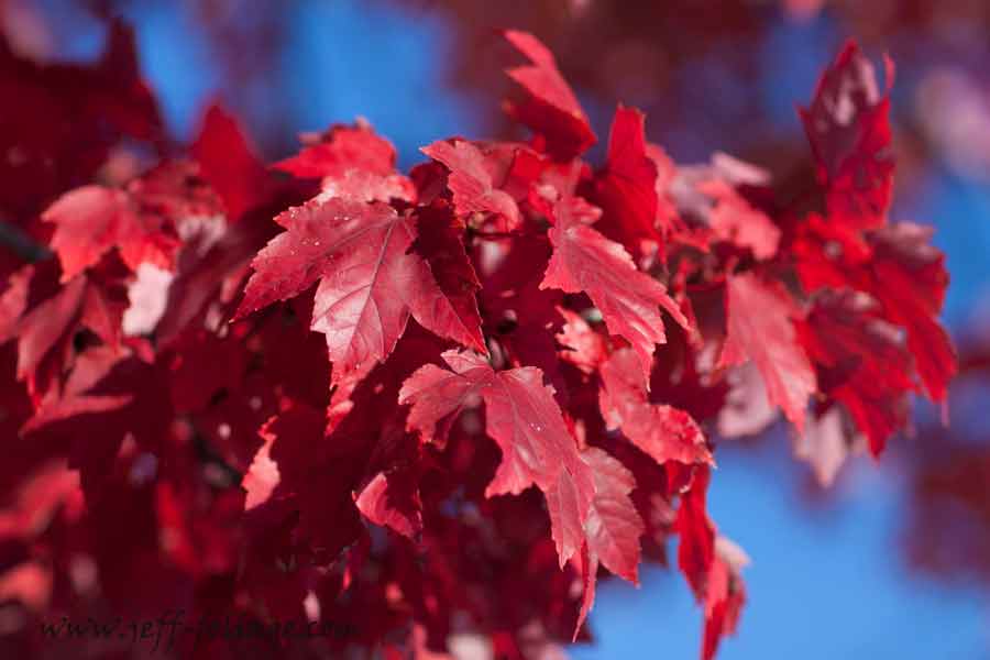 Red maple or a striped maple turns a fiery red in the afternoon sun