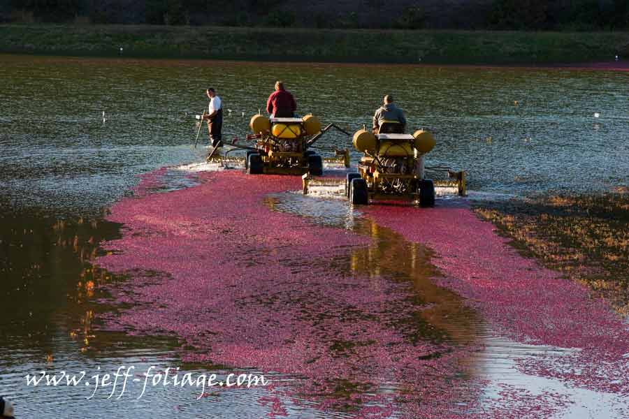 Cranberries are being shaken off the submerged cranberry bushes in Carver Massachusetts