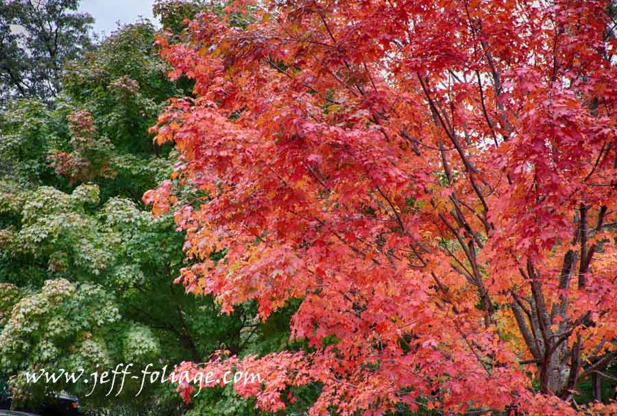 a single scarlet maple along Route 2A in Bedford Mass on 29 Sept 2012. One tree is bright red and the ones next to it are bright green...