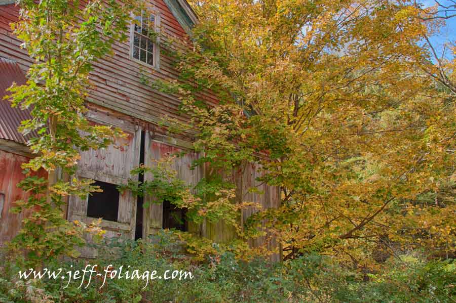 Central Massachusetts barn covered by trees