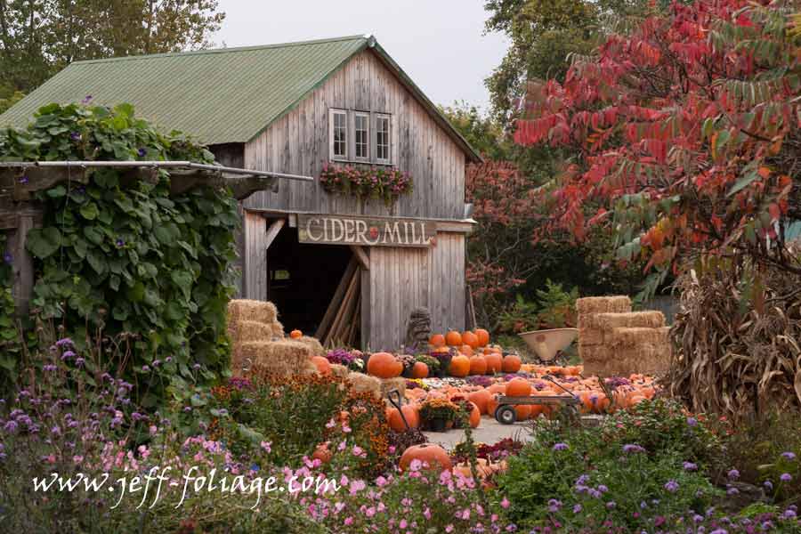 Pumpkins and autumn flowers for sale at Hudak Farm stand in Swanton Vermont