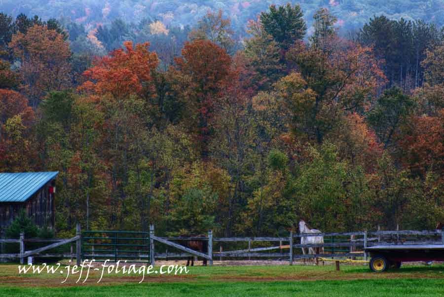 horses in fall foliage on VT farm