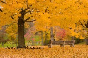 Golden maple tree showing off it's Massachusetts fall colors