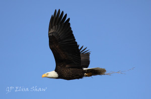 Ashokan eagle