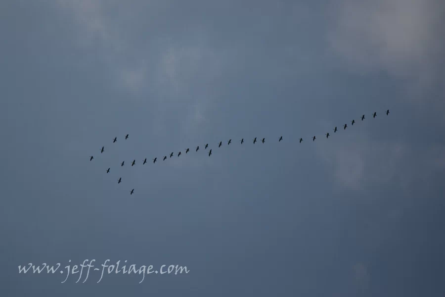 arrow of geese flying overhead