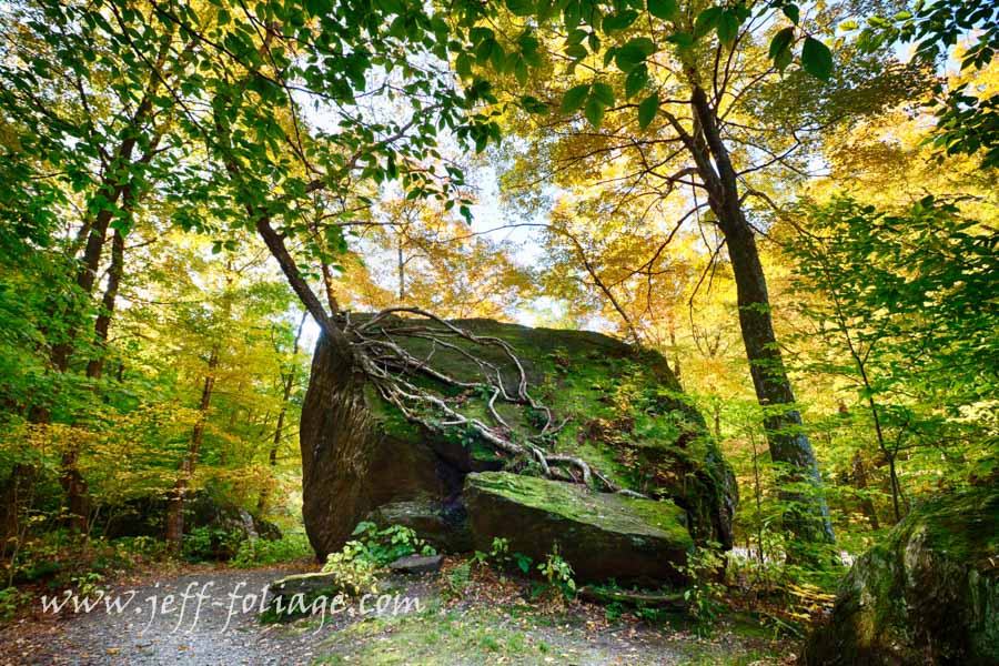 Living tree in fall foliage colors out of a solid rock