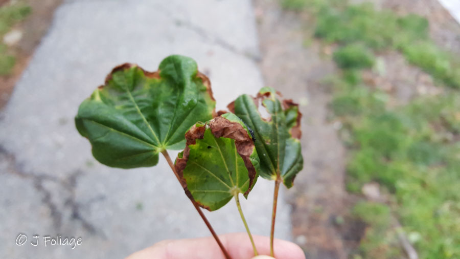 Maple leaves suffering from Anthracnose