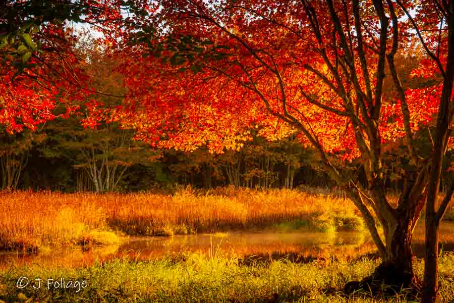 Morning fall foliage over Rhode Island pond