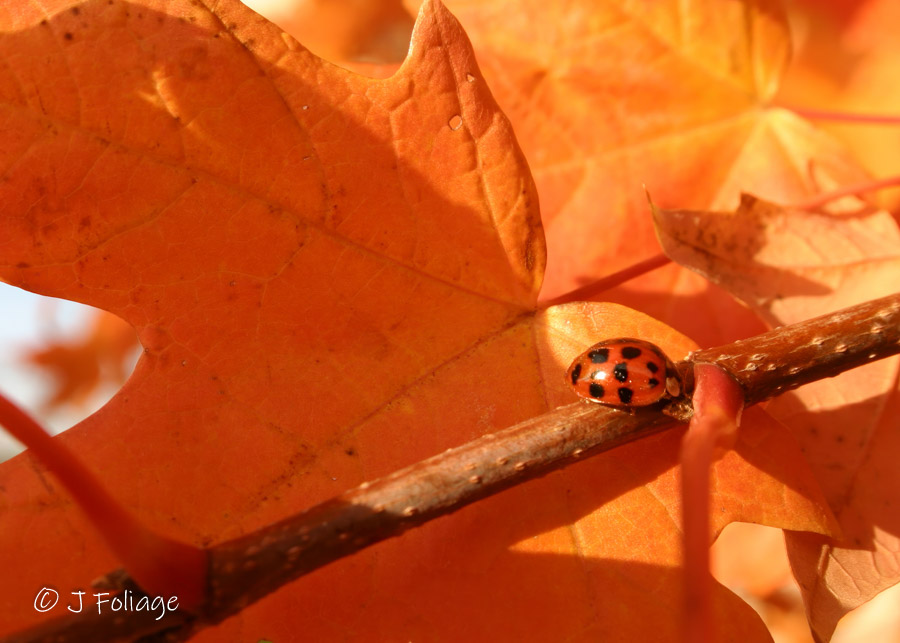 multicolored Asian lady beetle amid the Autumn colors