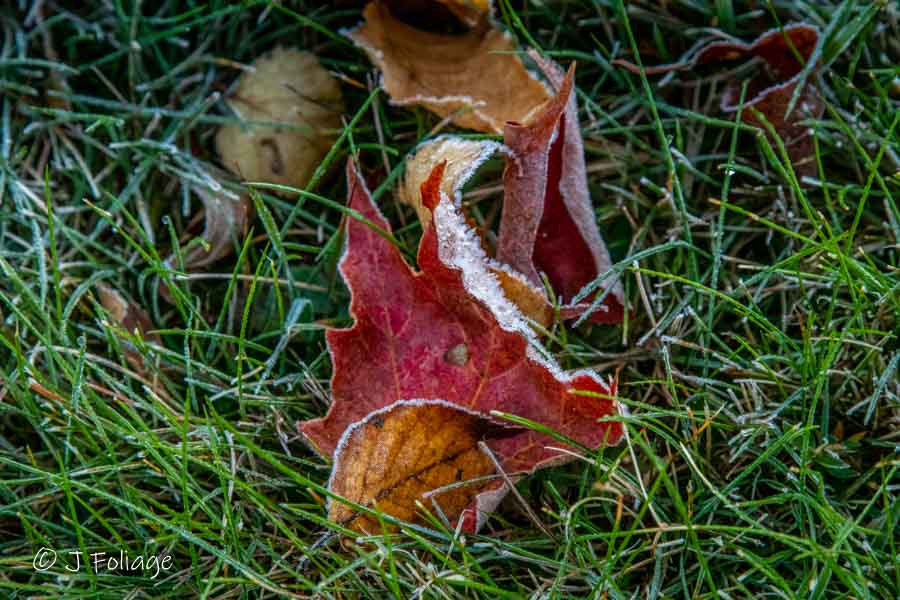maple leaves in the grass rimmed with frost crystals