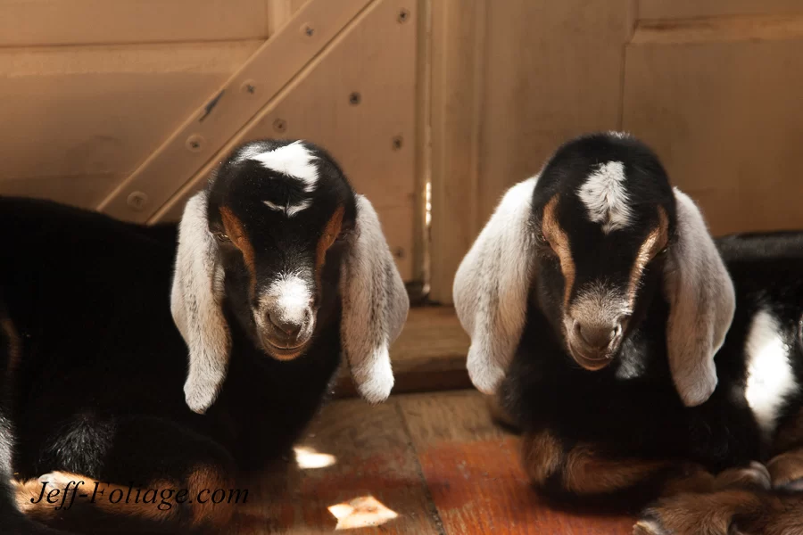 baby goats at Hartman's herb farm