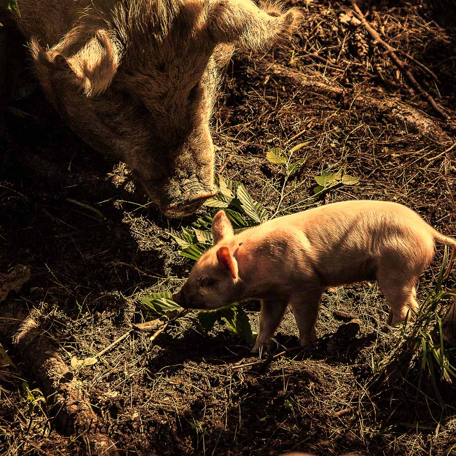 sow and piglet at Hartman's herb farm