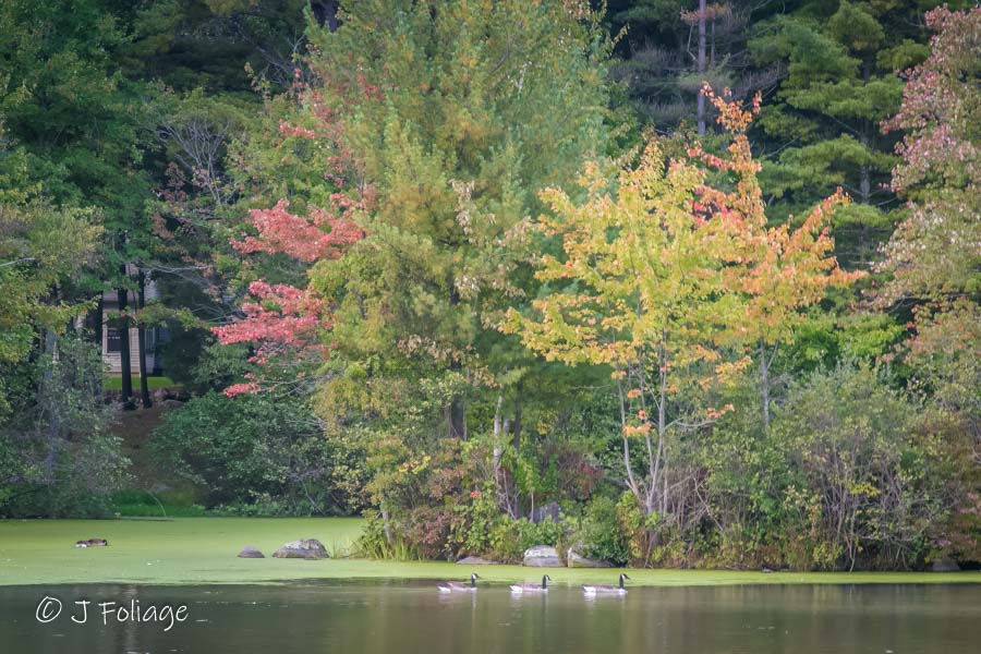 geese under fall colors