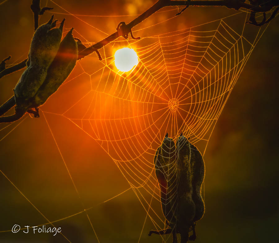 The morning light through the Fog on a Spiderweb in Sleepy Hollow Cemetery in Concord Massachusetts
