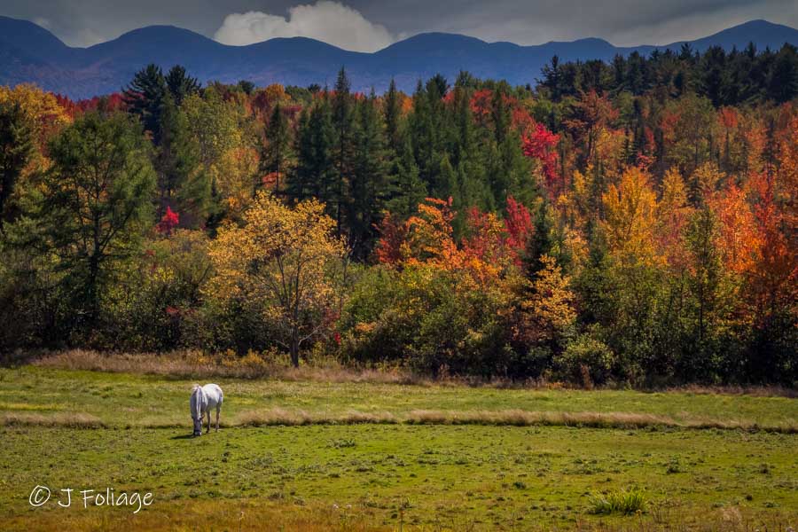 Sugar Hill horse in the fall colors