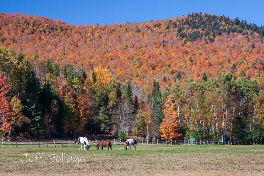 peak fall color near Errol New Hampshire with horses in the foreground