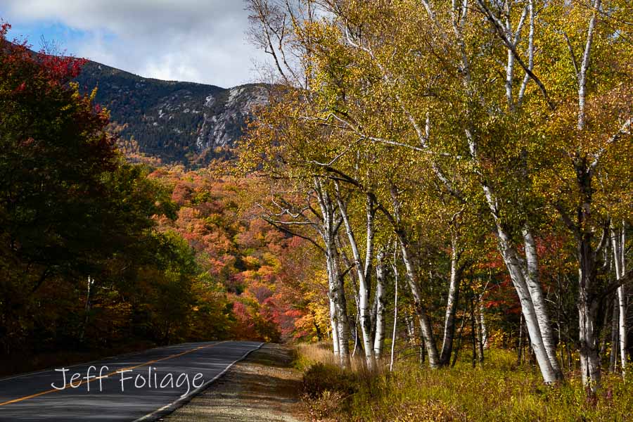 Birch and maples create great fall colors in Maine