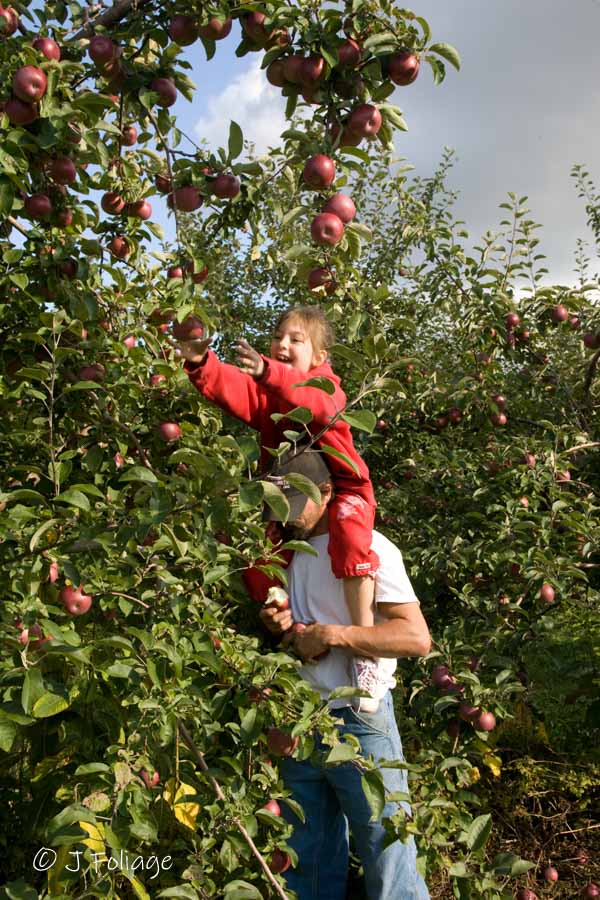 Apple picking on Dads shoulders