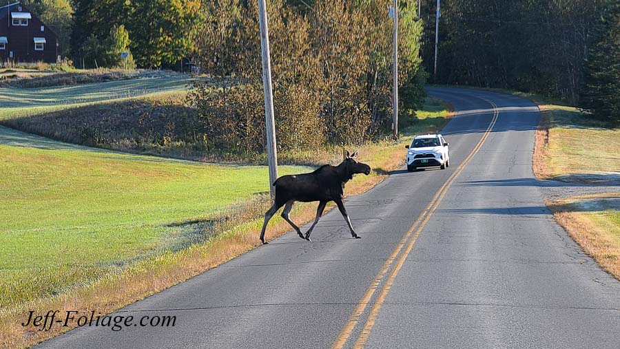 Female moose on Darling road