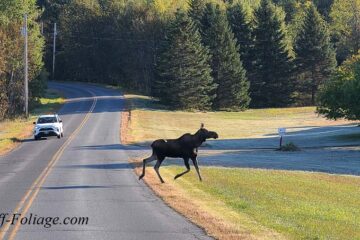 Moose on Darling hill road Burke Vermont