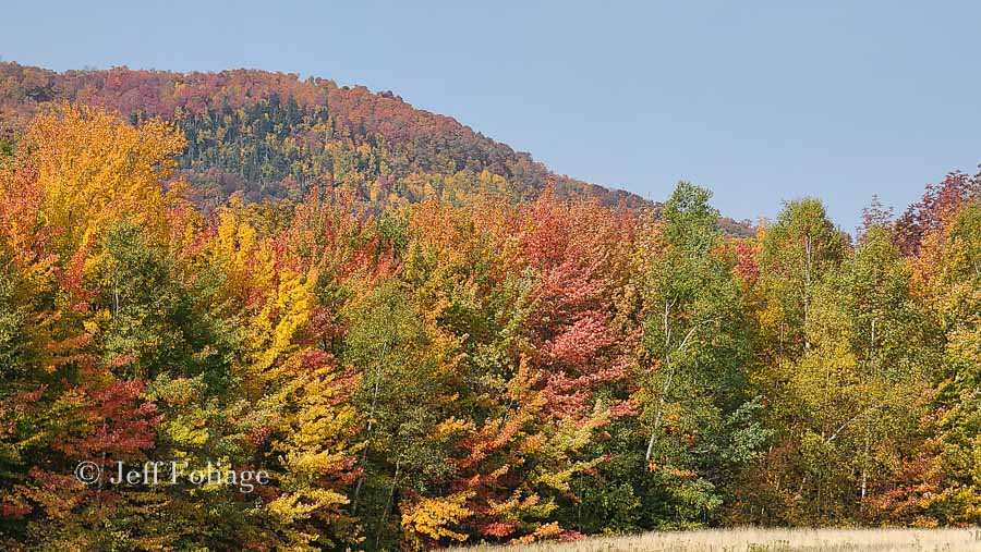 Hillside full of fall colors