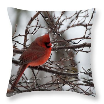 Red cardinal on throw pillow