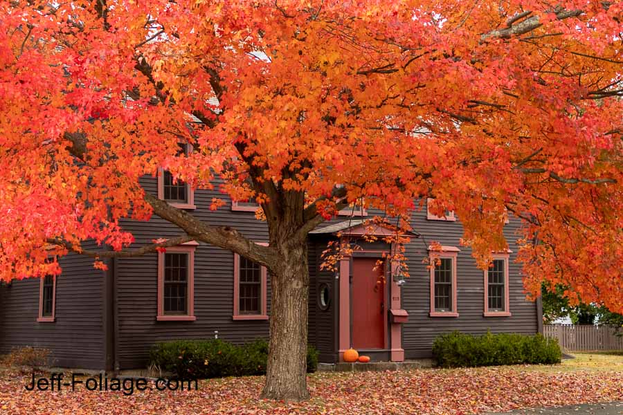 Massachusetts Fall colors over a brown house