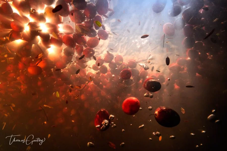 Cranberries from underneath the water
