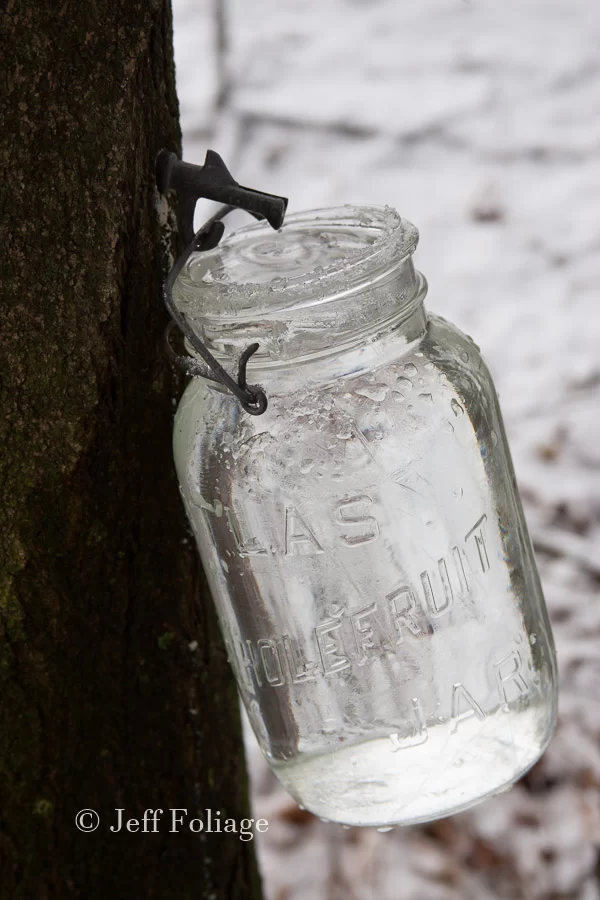 maple sap caught in a mason jar