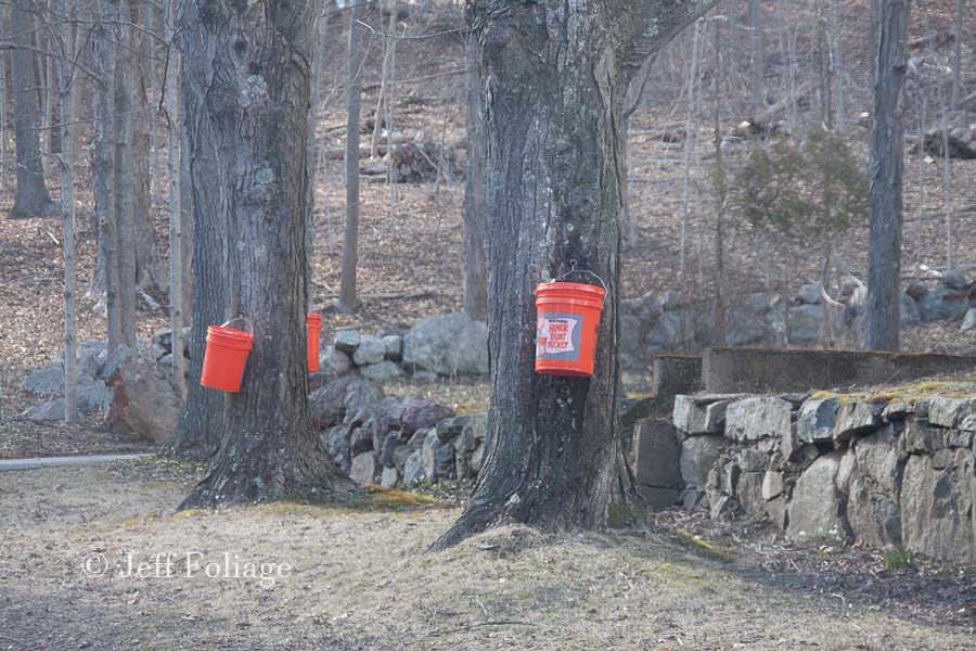 maple syrup collected at home in Massachusetts