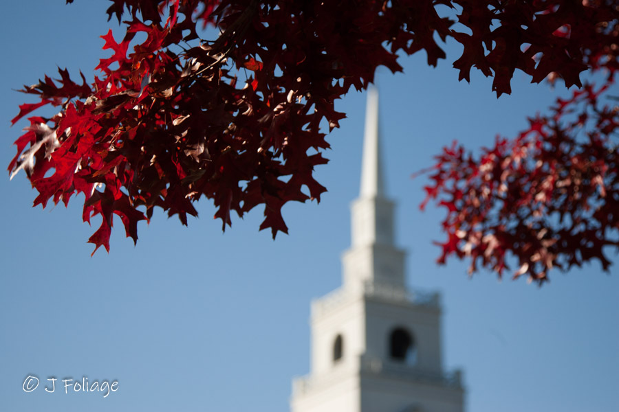 Red Oak leaves in front of white steeple