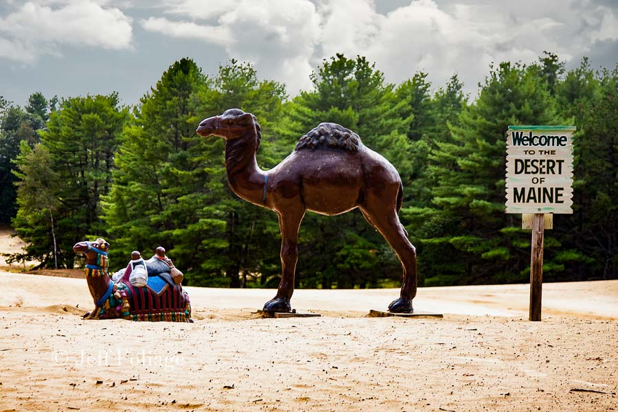 The Desert of Maine with a camel