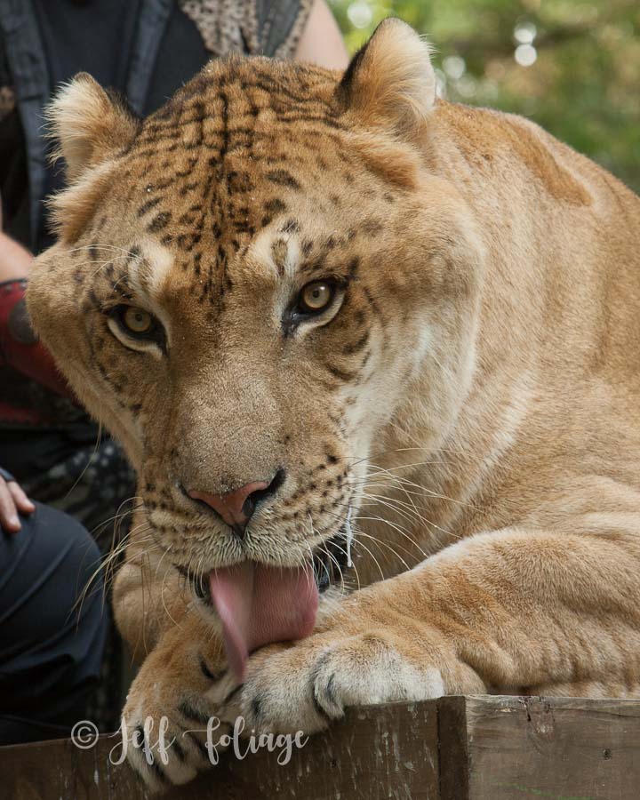 liger starring at his next meal