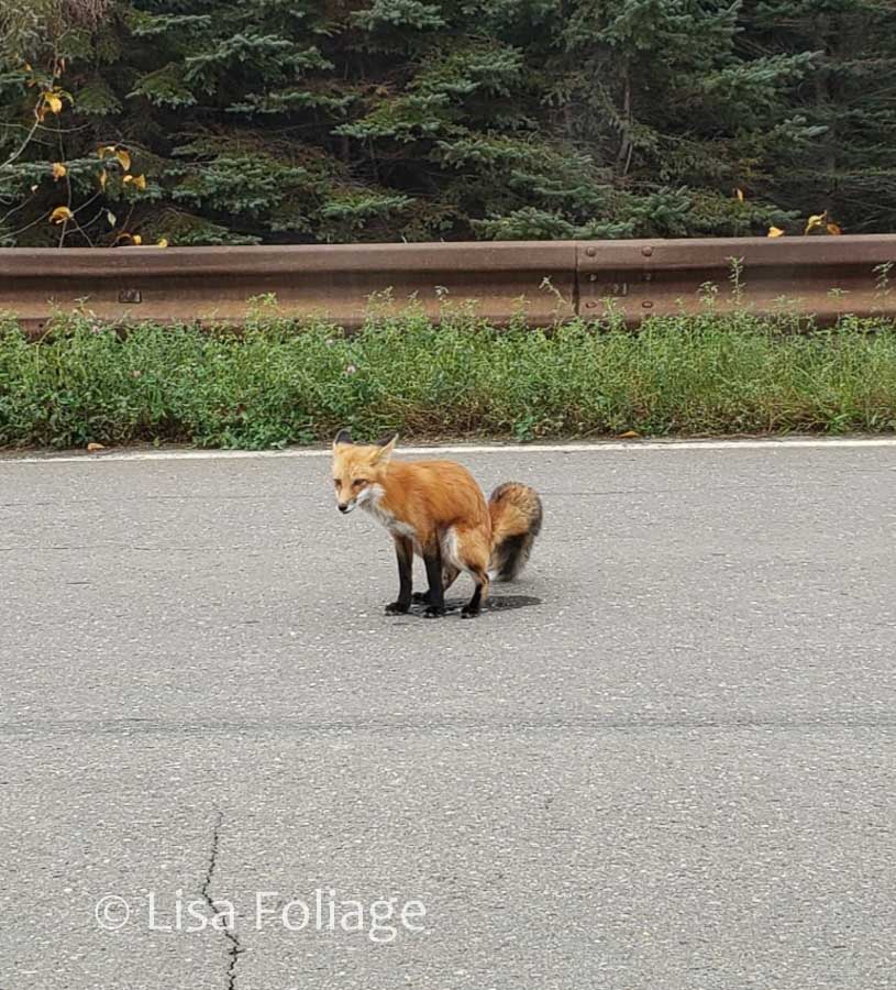 fox taking dump in road