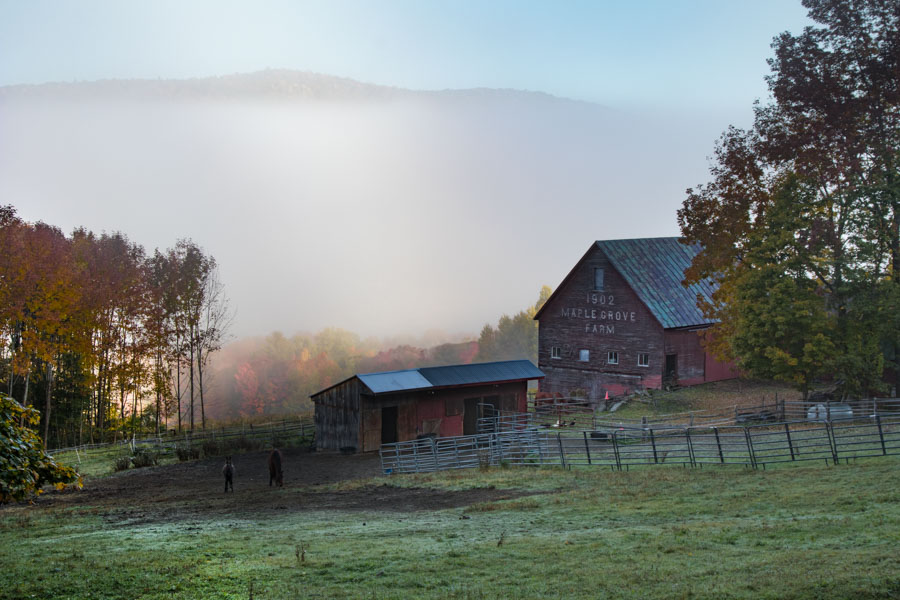 Fog shrouded Maple grove  farm in Pomfret Vermont