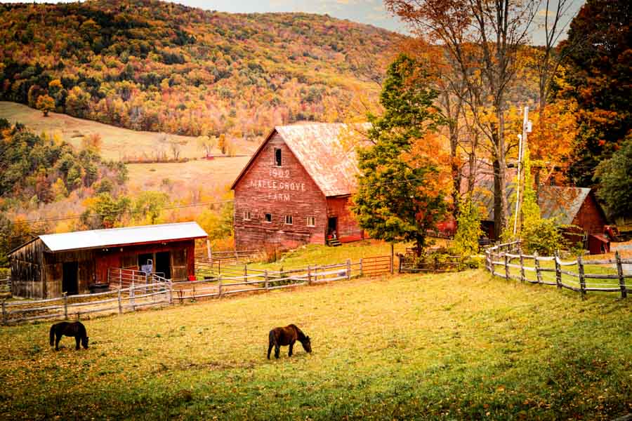 Autumn at the Pomfret Vermont 1902 Maple Grove Farm