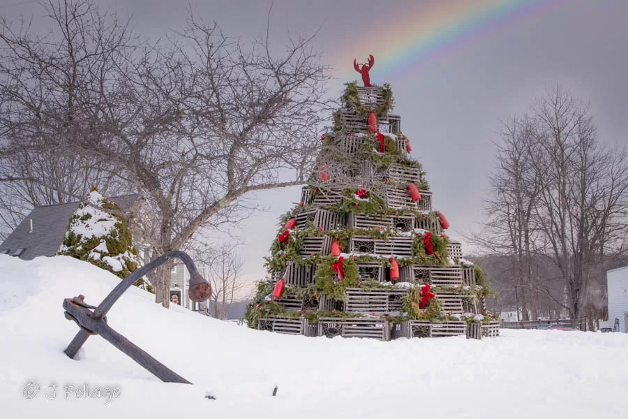 lobster trap tree in Maine at cape porpoise