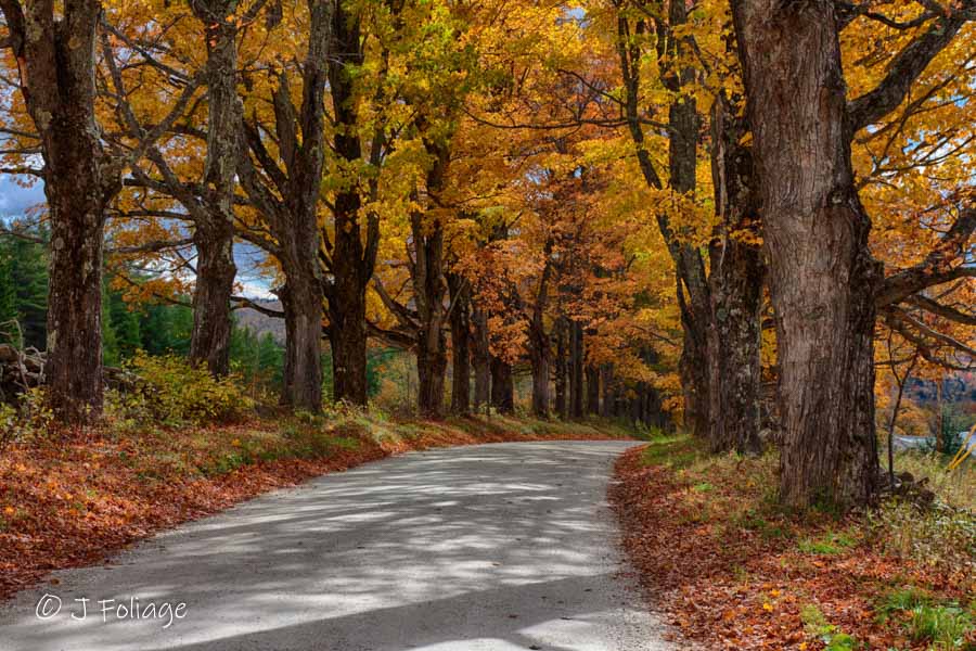 On a Vermont backroad with Rows of Maple trees in autumn