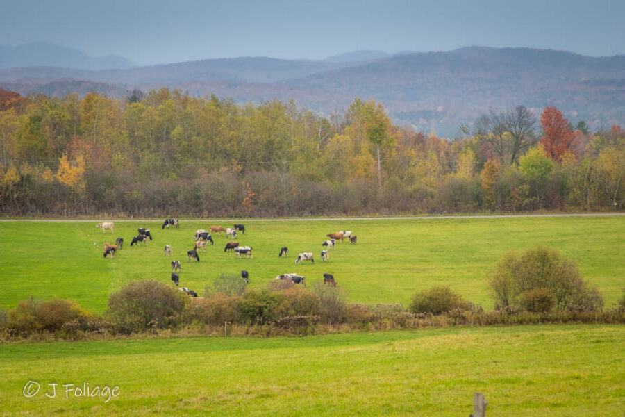 Cows and fall colors in Fairfield Vermont