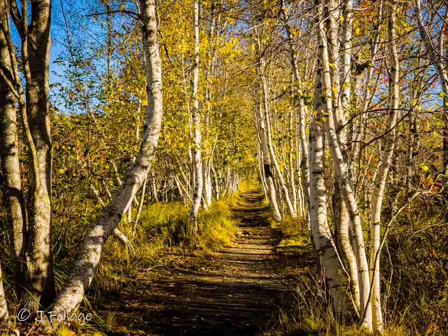 the jesup trail in acadia national park in autumn birch colors
