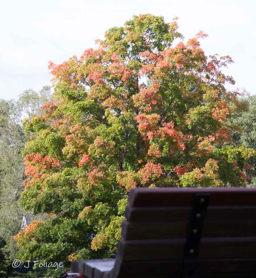 Sept 10th fall color in Marblehead MA
