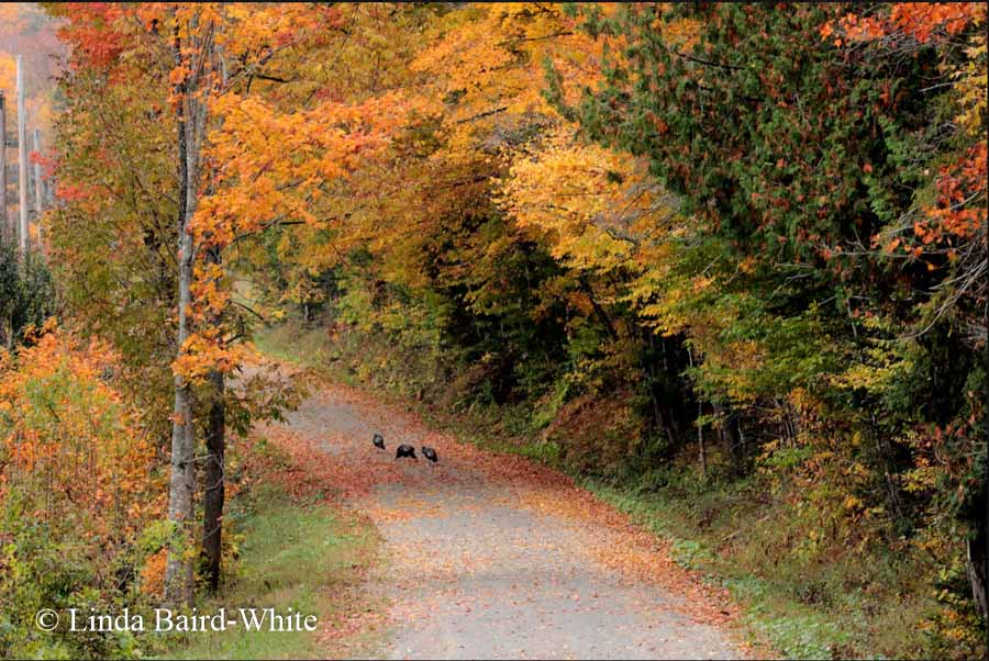 Vermont fall foliage by Linda Baird-White