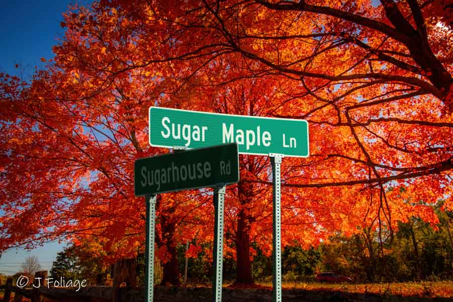 Sugar Maple meets Sugar House