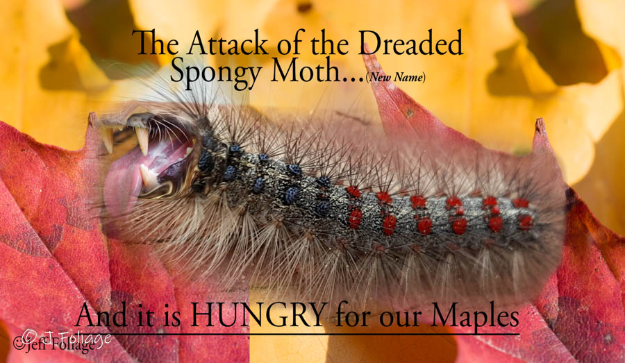 Voracious Gypsy Moth also known as the Spongy Moth