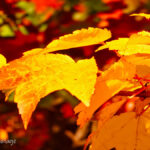 colorful maple leaves